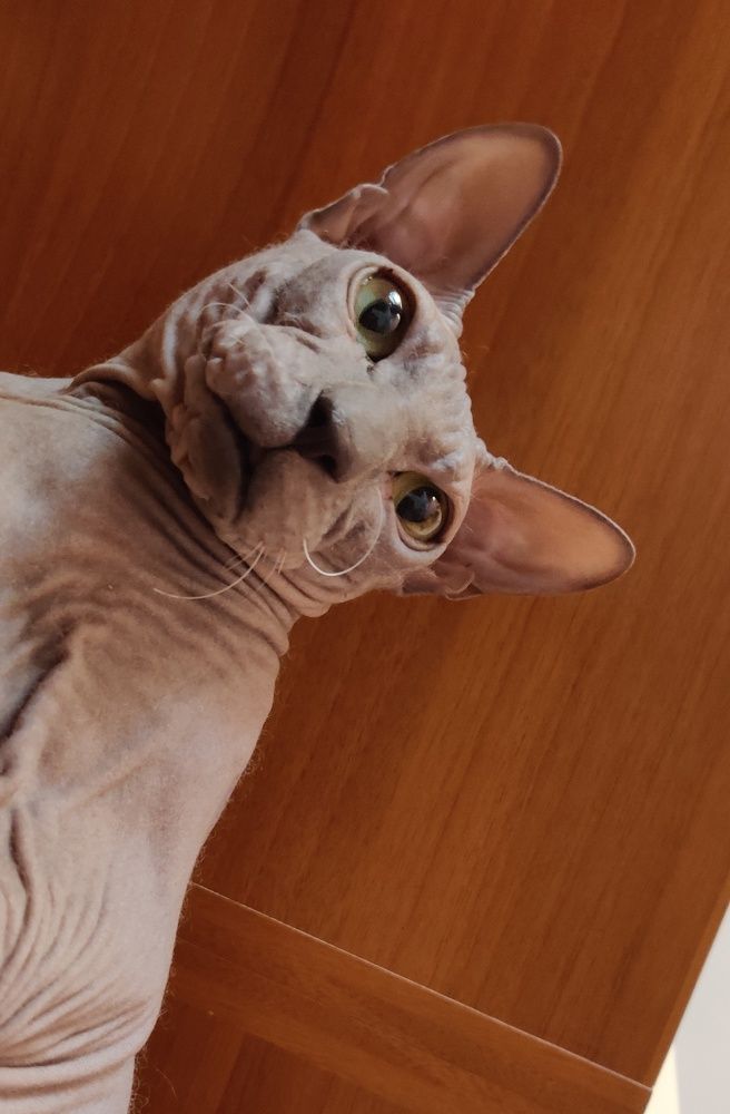 Photo #6084326
