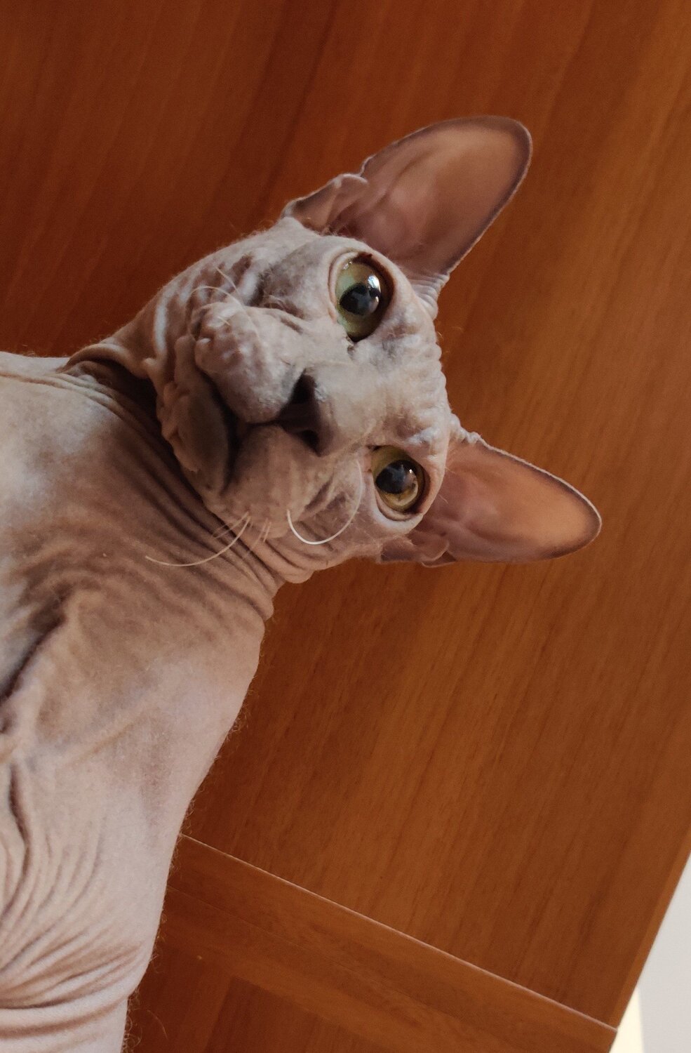 Photo #6084326