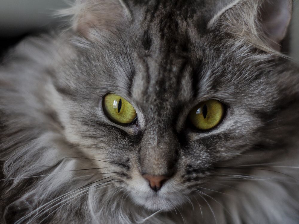 Фотография автора Галина Луценко