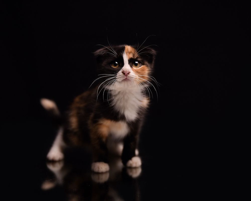 Фотография автора Татьяна Кам