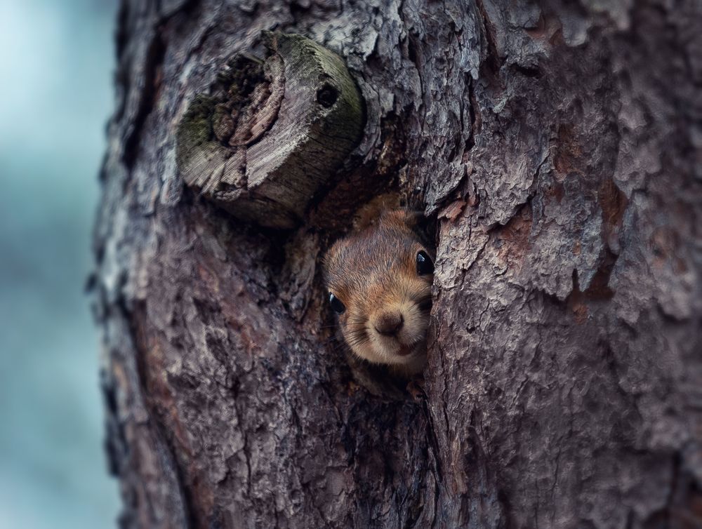 Photograph by Сергей Здерев