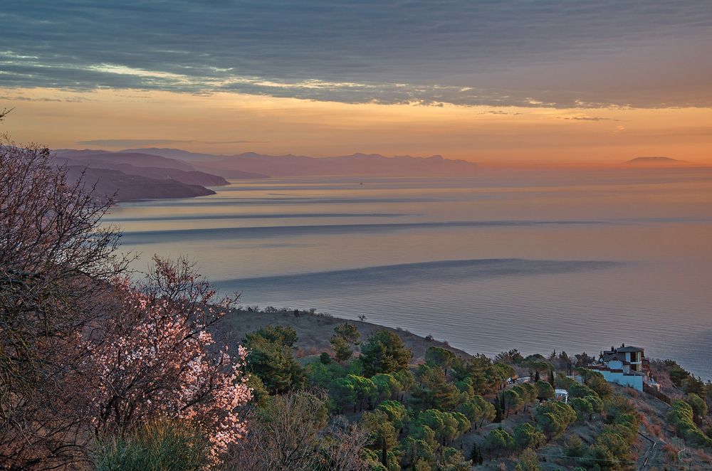 Цветение дикого персика