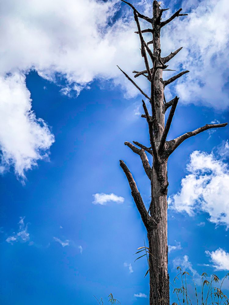 Beauty in a dead tree