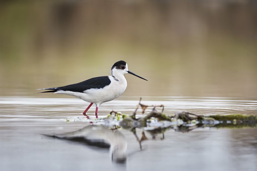Black-winged stilt