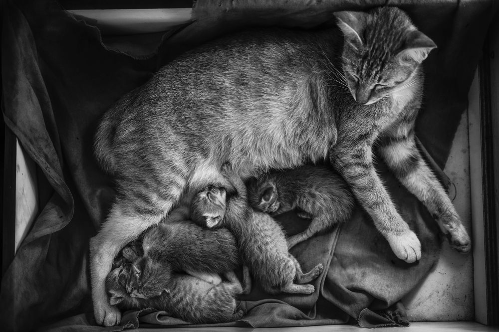 Photograph by dewa putra