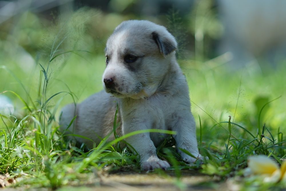 Photograph by dewa putra