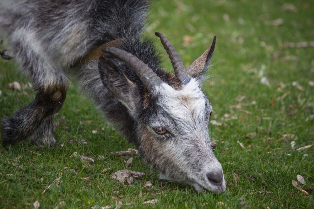 Кормилица, хоть и дереза
