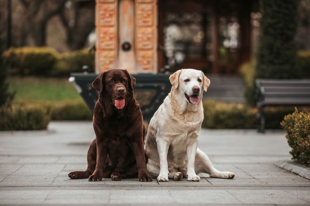 Photograph by Марина Колобанова