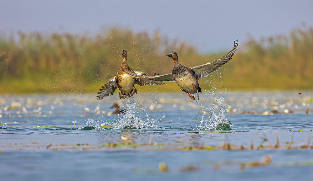 Photograph by Dipanjan Nath
