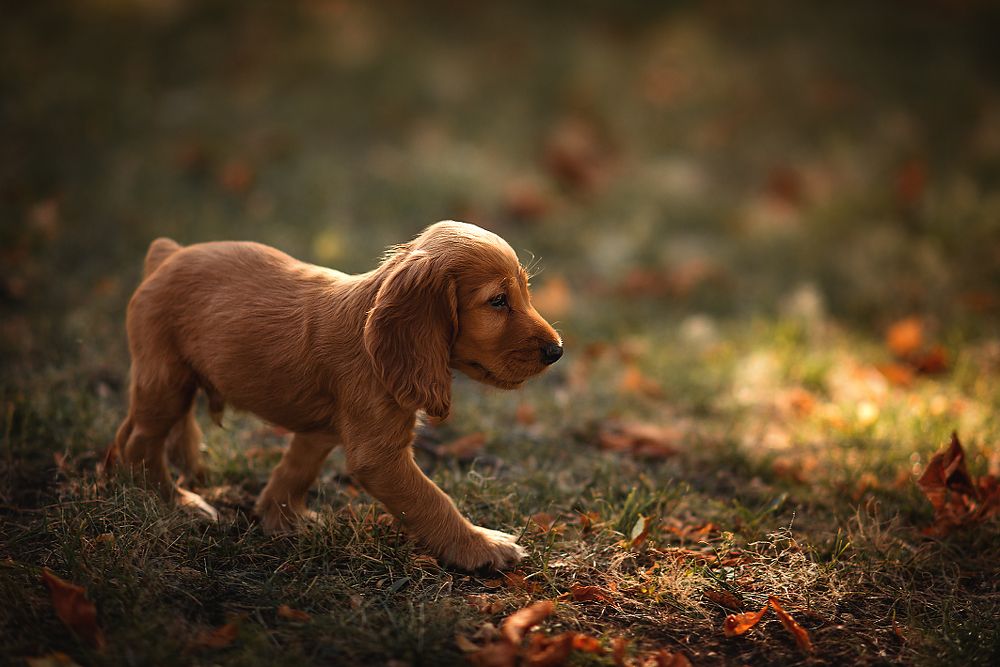 Photograph by Ирина Ганич