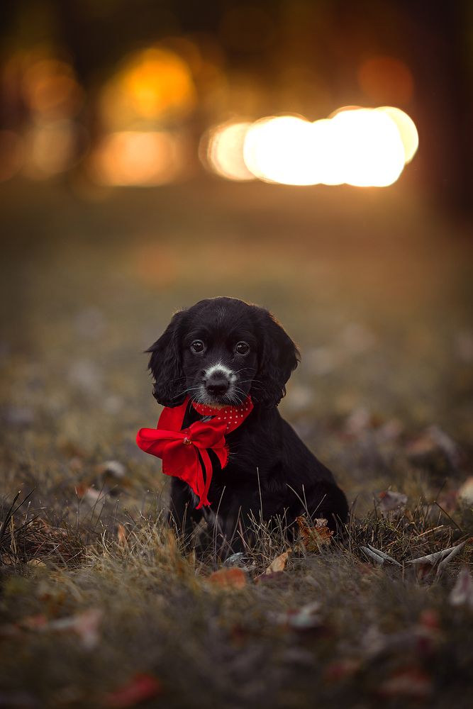 Photograph by Ирина Ганич