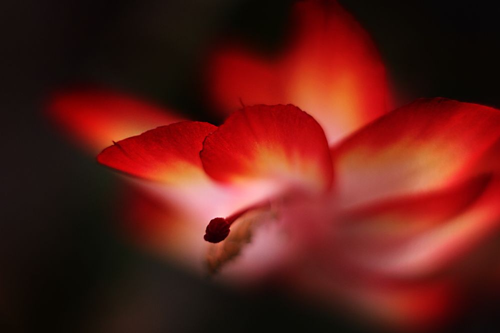 Photograph by Алена Яцун