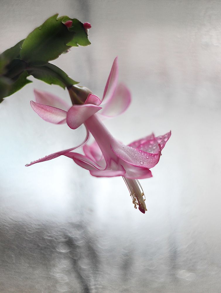 Photograph by Алена Яцун