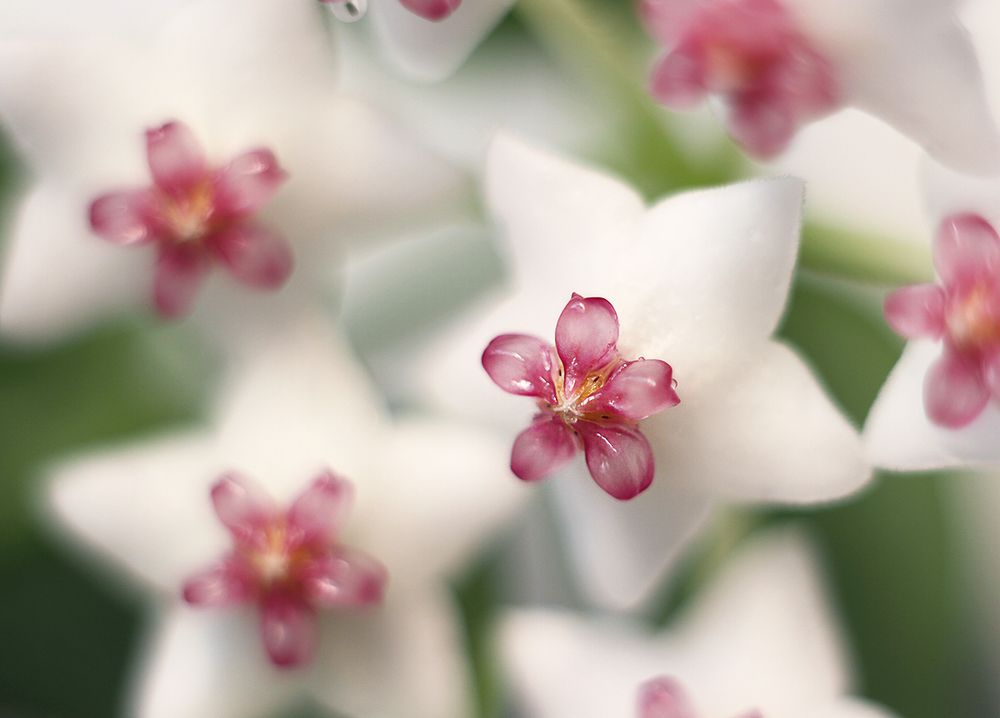 Photograph by Алена Яцун