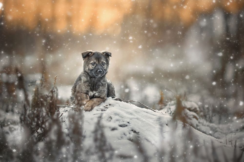 Photograph by Дарья Базарнова