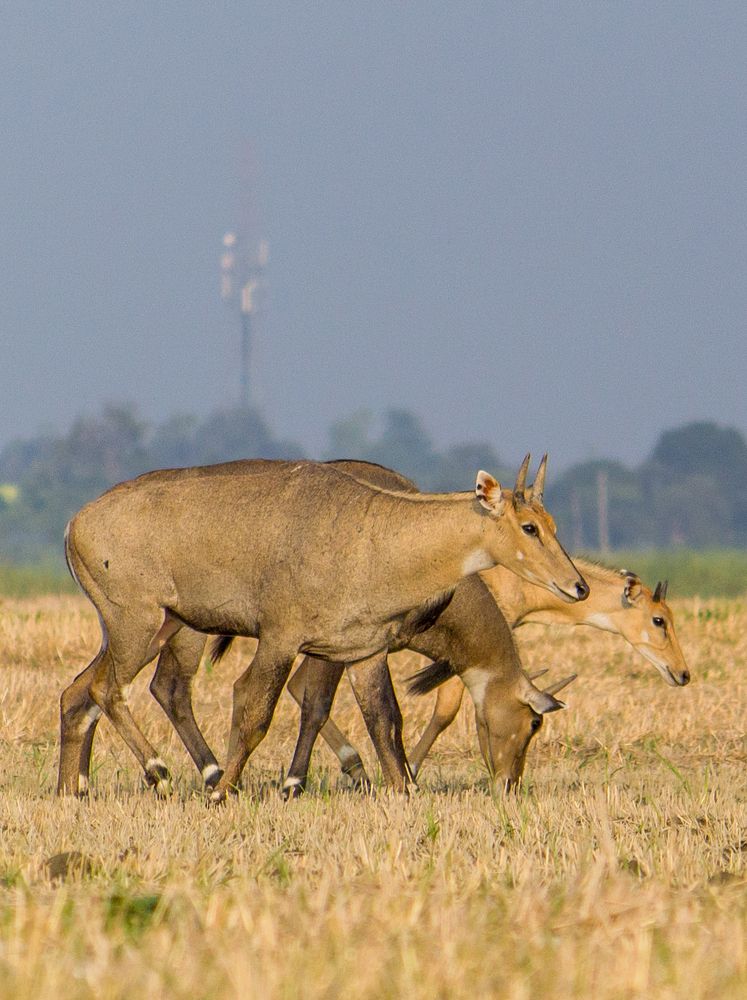 Photograph by Afzalkhan Khan