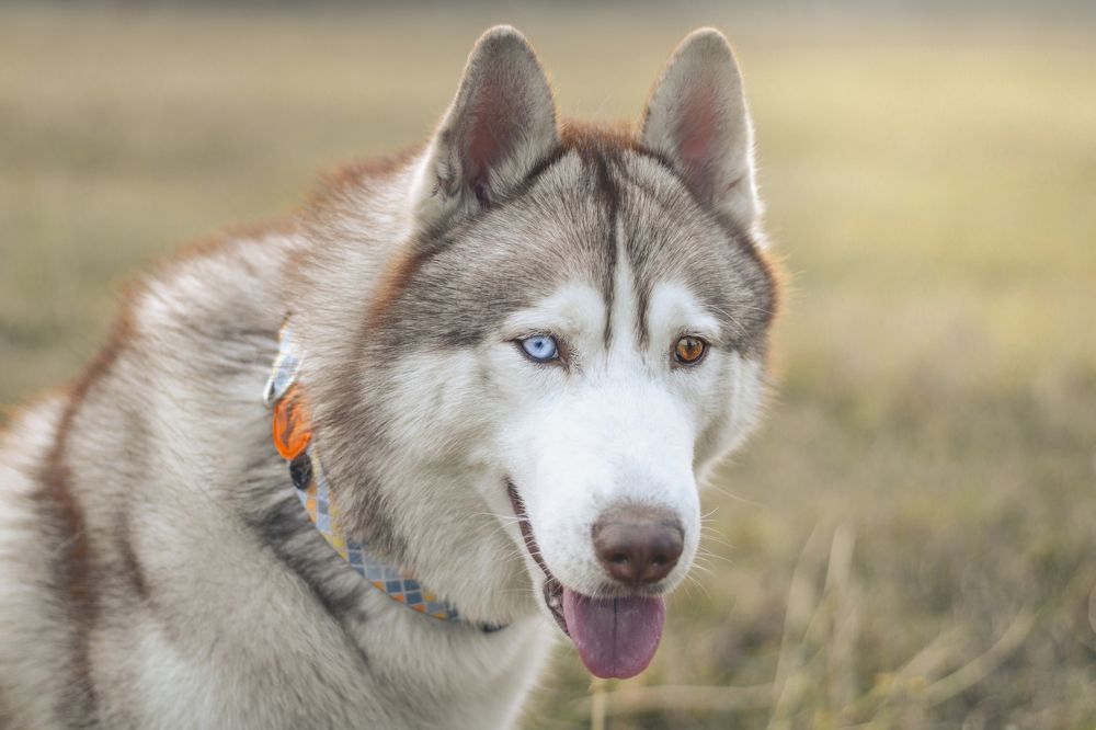 Photograph by Dhritiman Mandal