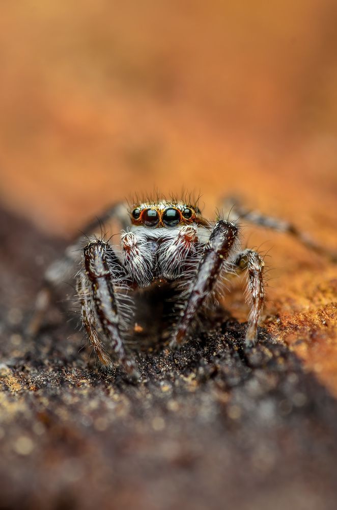 Фотография автора Сергей Чебанов