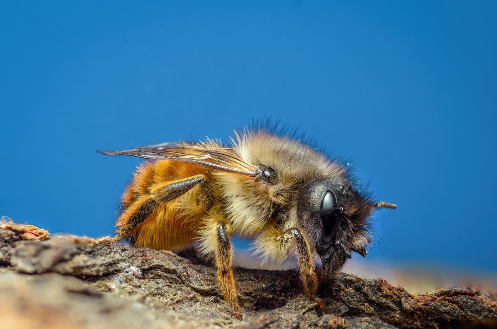 Фотография автора Сергей Чебанов