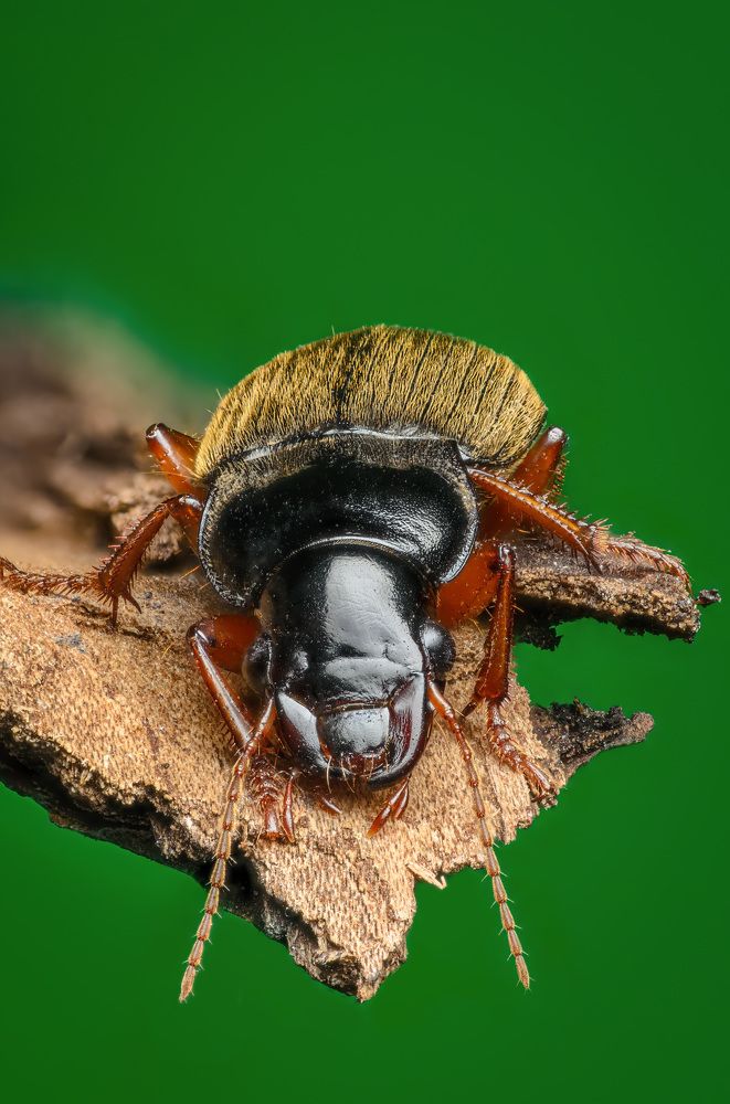 Фотография автора Сергей Чебанов