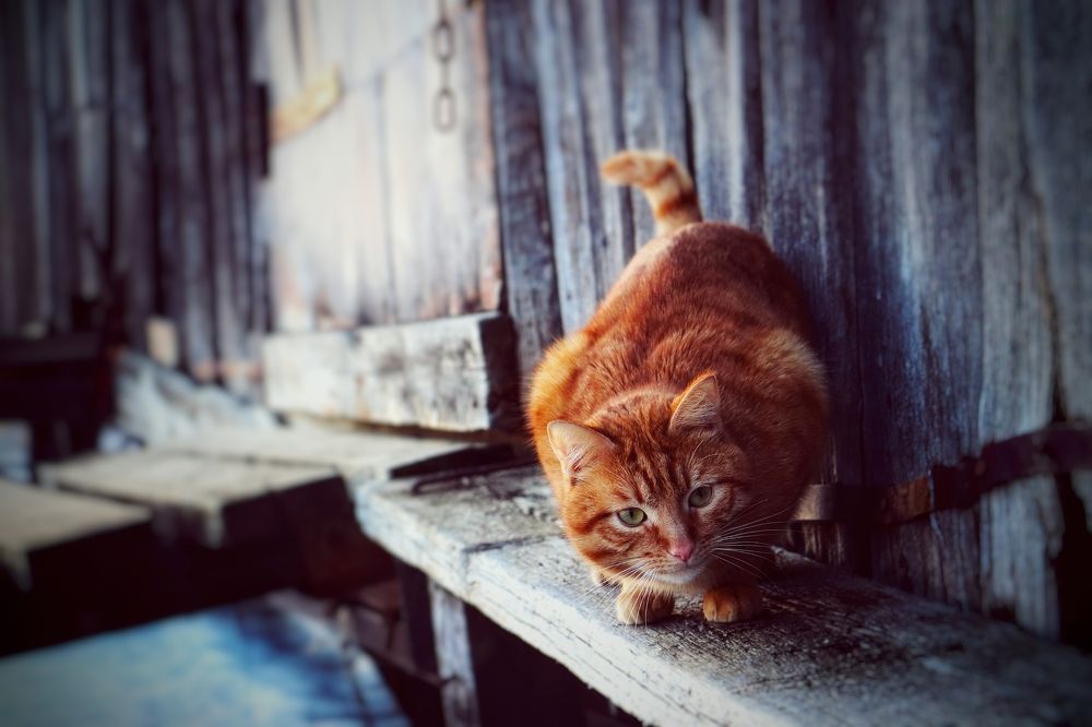 Photograph by Ализа TS