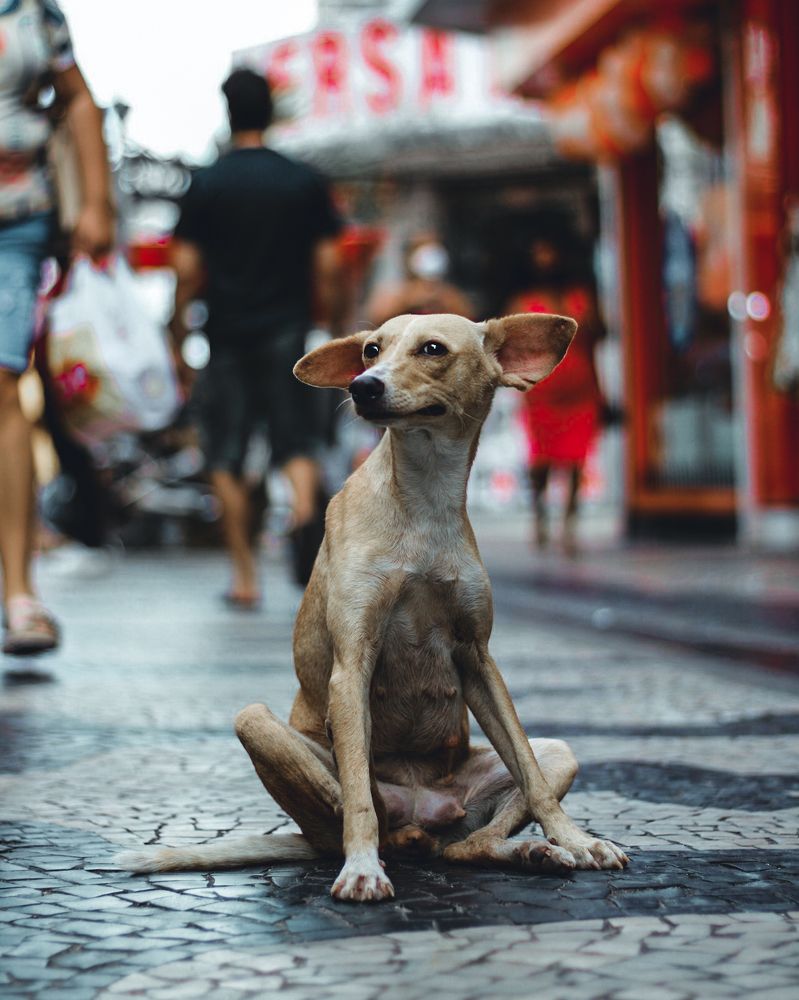 STREET DOG