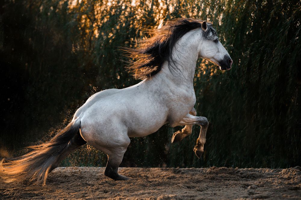 Сияющее пламя