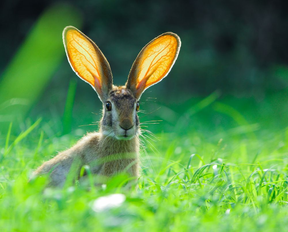 Photograph by Gajjar Jay