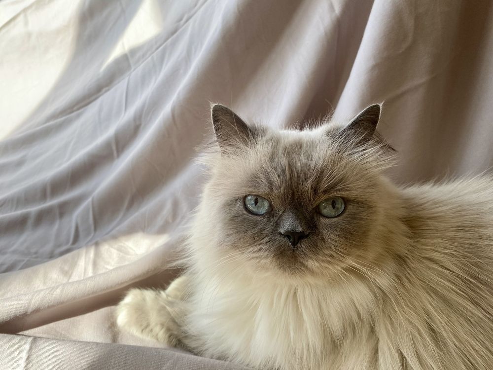 Фотография автора Vladimir Shevchenko