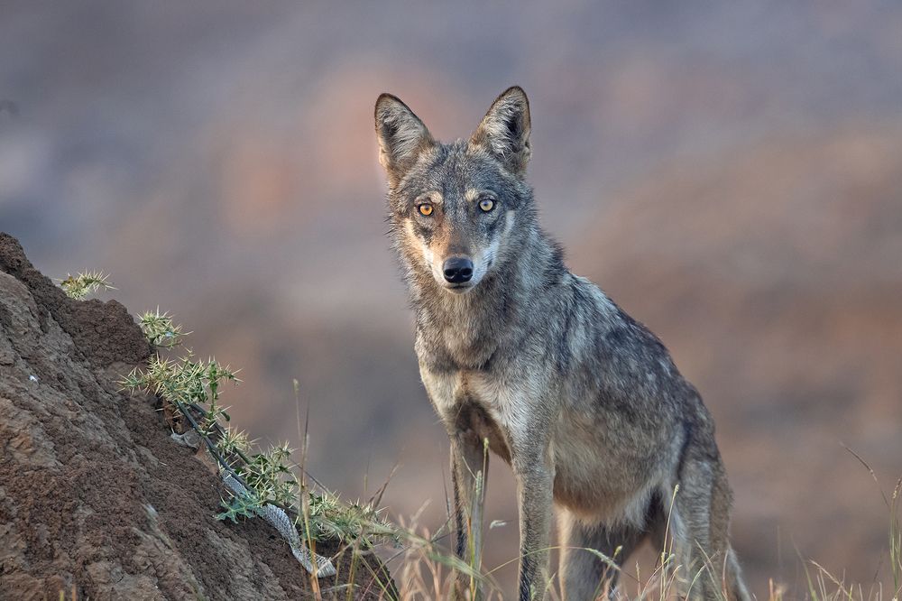 Photograph by pravin jagtap