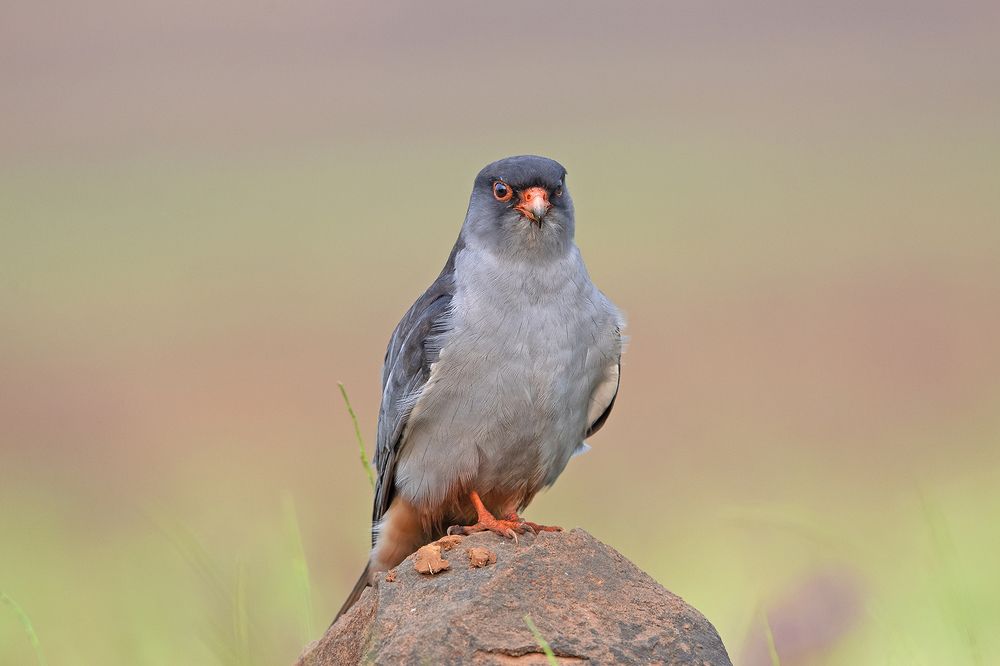 Amur Falcon