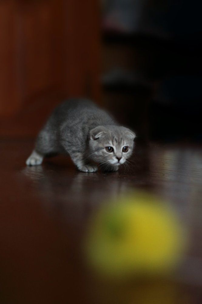 Photograph by Светлана Сиротина