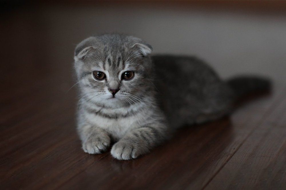 Photograph by Светлана Сиротина