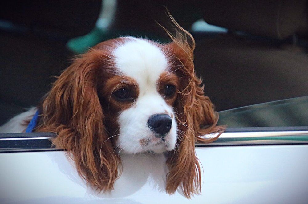 Photograph by Irina Radzinskaya