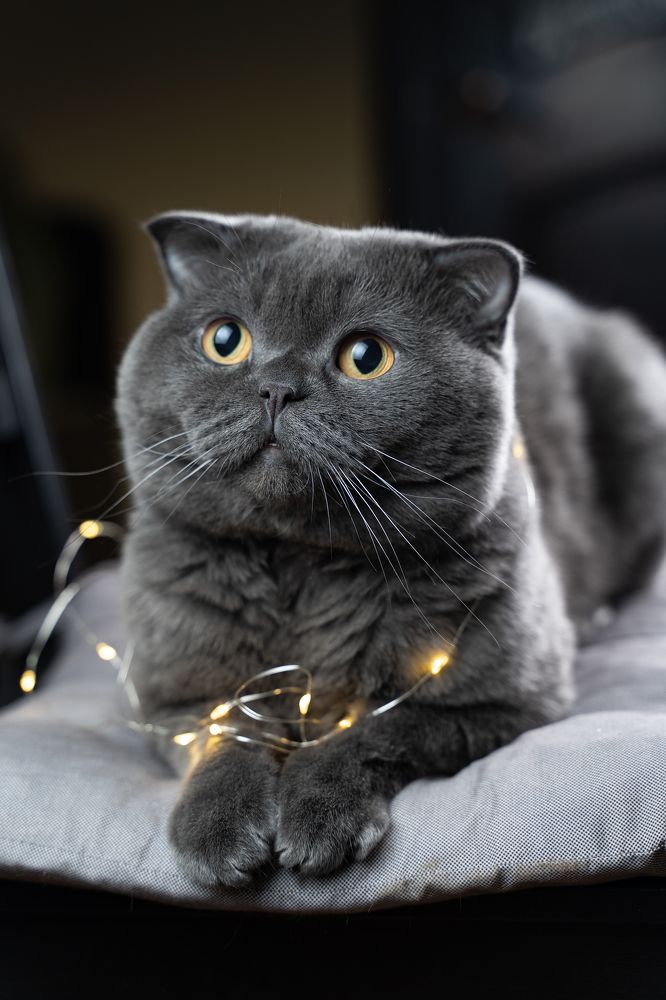 Фотография автора Игорь Сергеевич