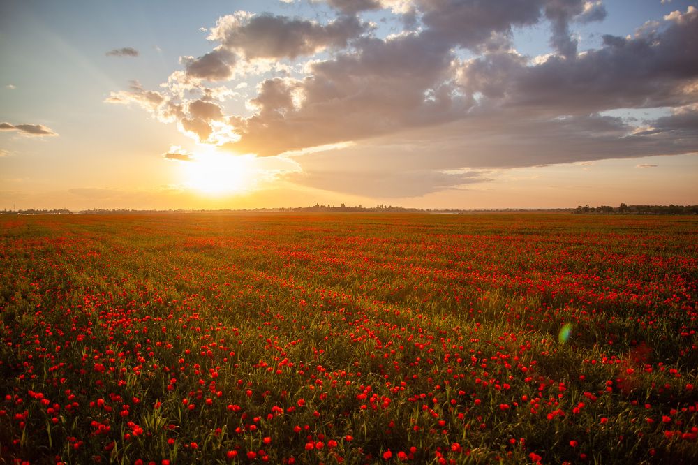 Photograph by Алексей Зиновьев