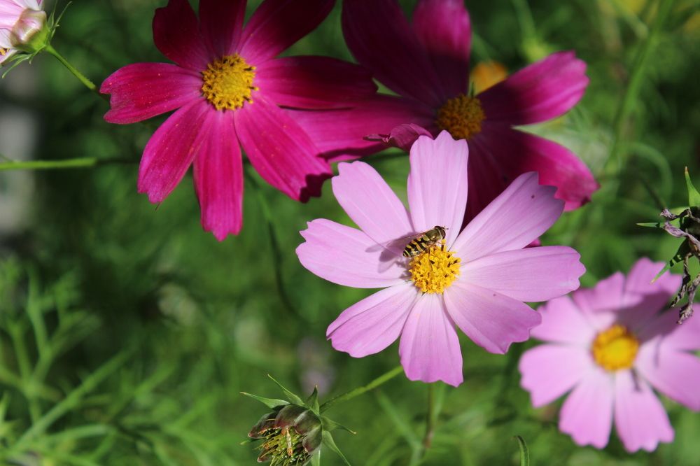 Пчела работает