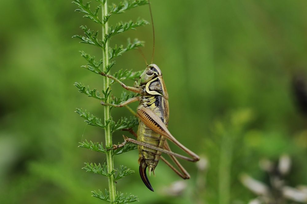 GRASS HOPPER