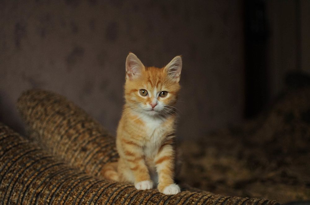 Photograph by Татьяна Зубехина