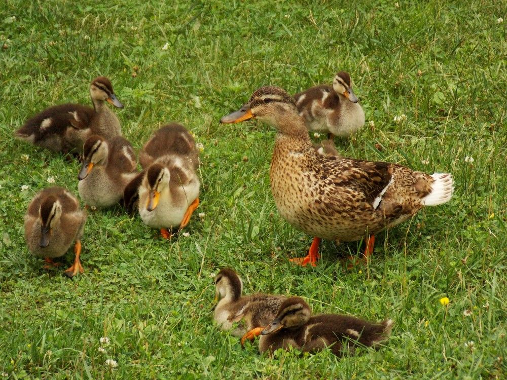 Photograph by Олександр Розум