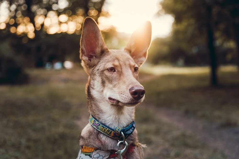 Photograph by Olga Nebelskaya