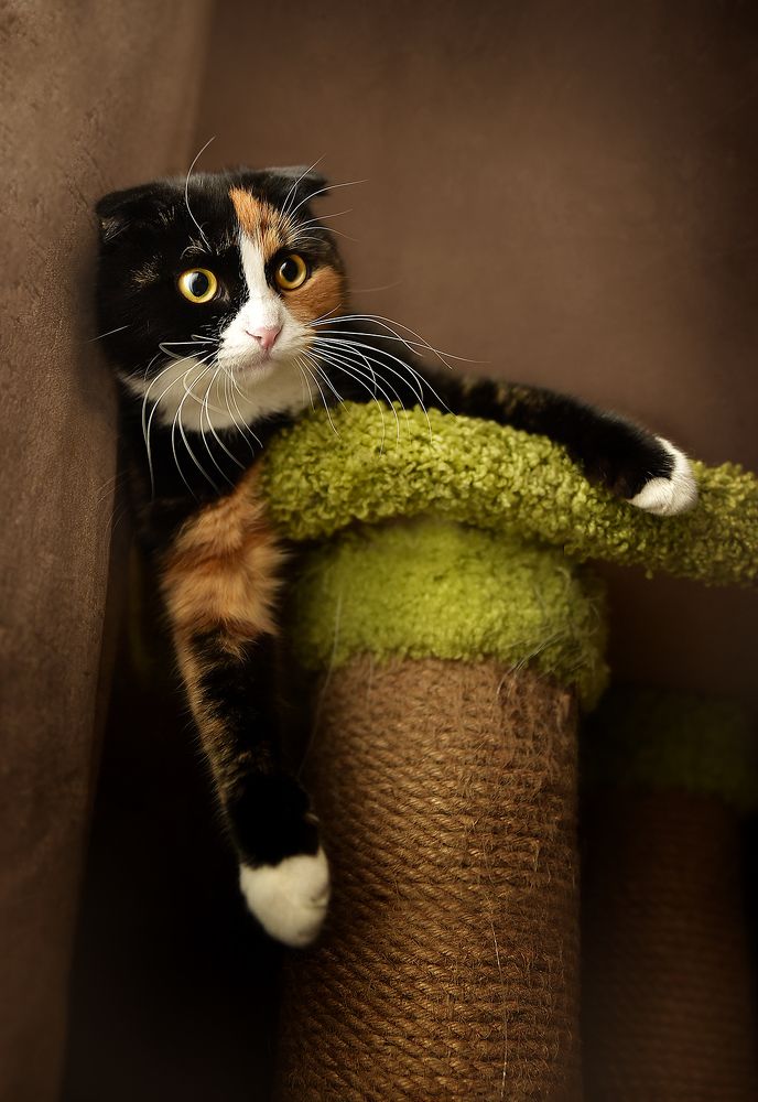 Фотография автора Татьяна Кам