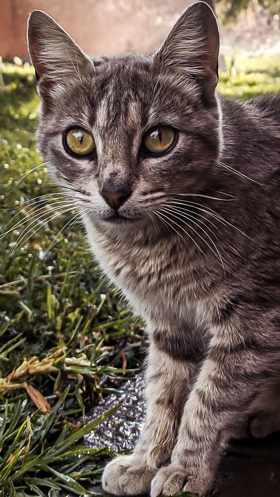 Photograph by Anass Aouissi