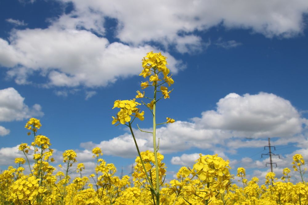 Photograph by Marina Vasilyeva