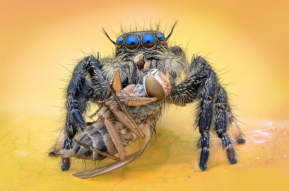 Jumping Spiders Hunting