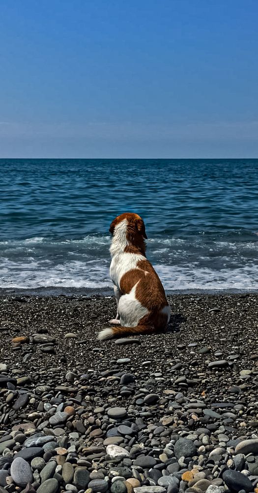 Собака на Чёрном море