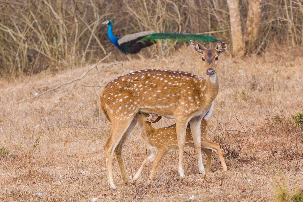 Photograph by Aravind Shetty