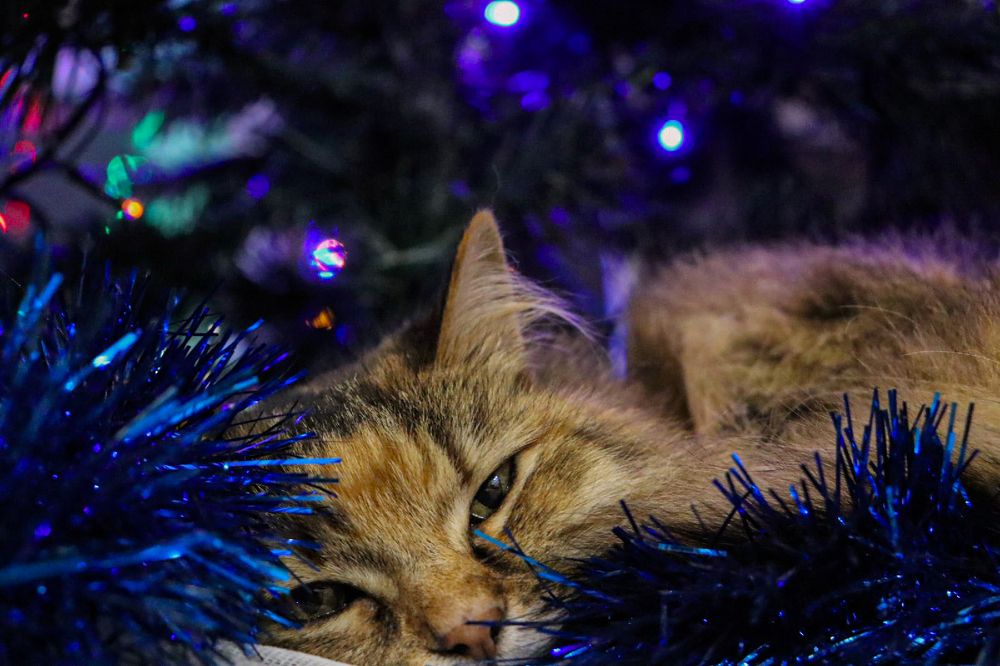 Аська встречает Новый год