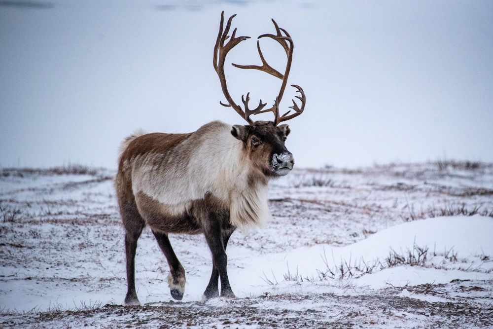 Олень из упряжки Санты