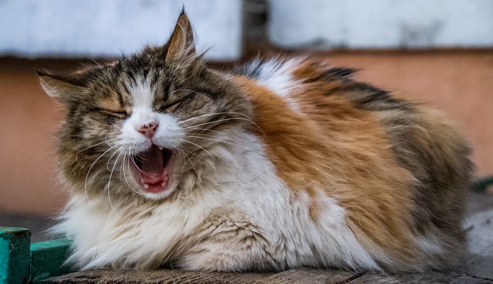 Photograph by Андрей Варакса